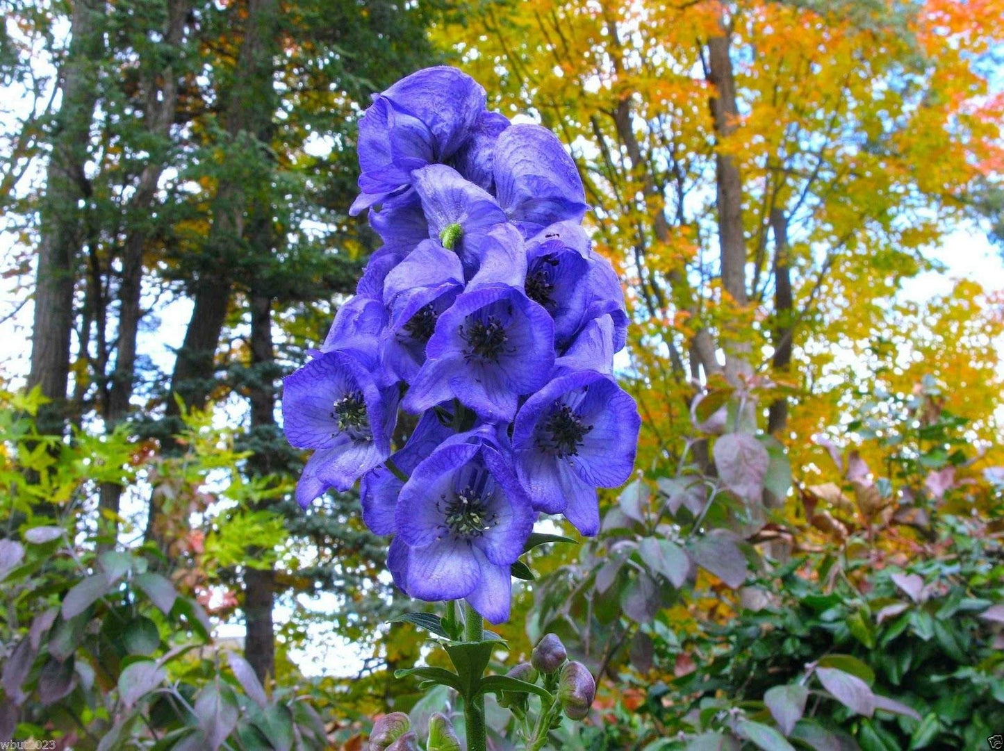 Blue Monkshood Aconitum Plant Seeds for Ornamental Gardens