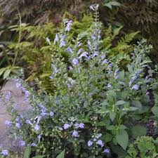 Skullcap Scutellaria Incana Seeds for Herbal Planting