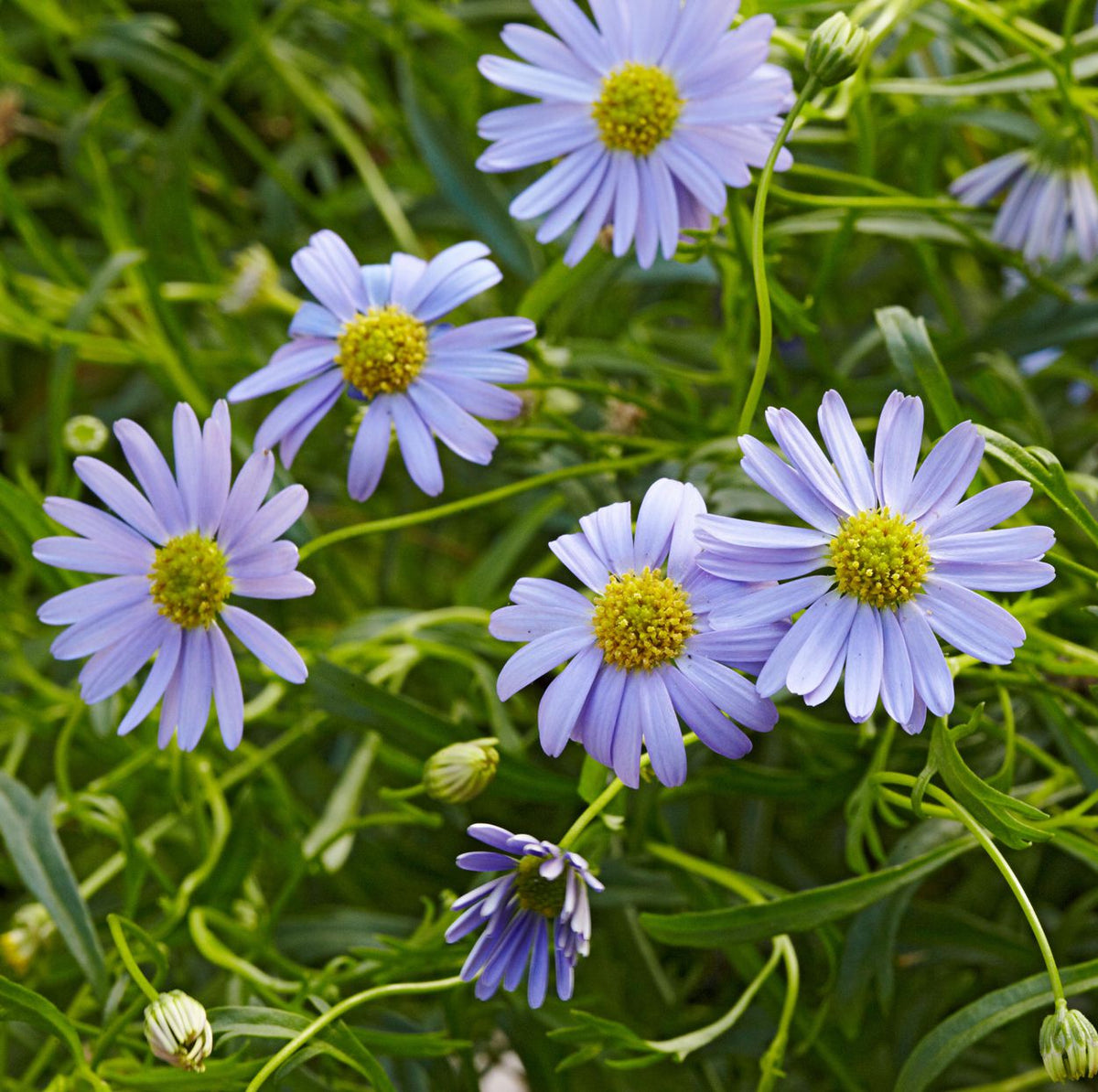 Heirloom Swan River Daisy Flower seeds for Planting Compact Growth Heirloom & GMO Free Seeds for Home Garden
Sale for planting in home garden