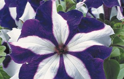 White Blue Star Petunia Flower seeds for Planting - Vibrant Colors, Heirloom & GMO Free Seeds for Home Garden
Sale for planting in home garden