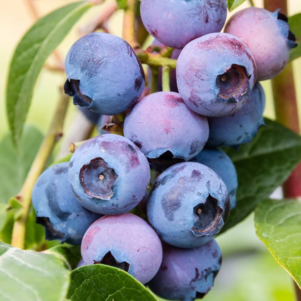 Blueberry Fruit Seeds for Planting Vaccinium Corymbosum berry patch home garden