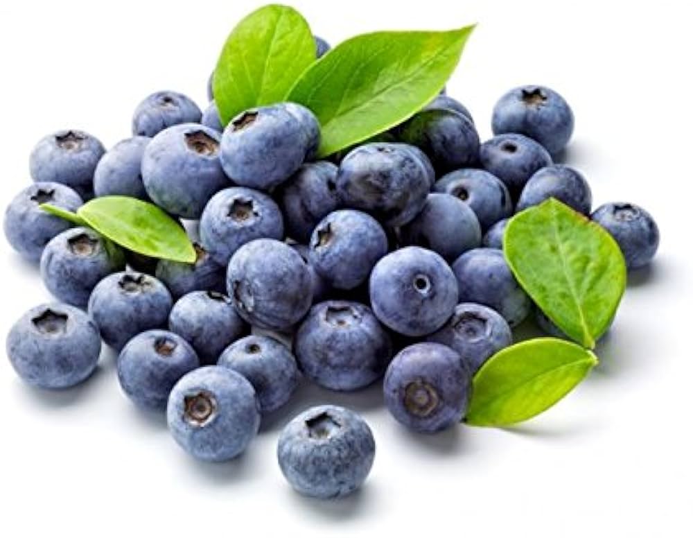 Blueberry Super Sweet Vaccinium corymbosum Seeds for Planting fruit garden edible landscape