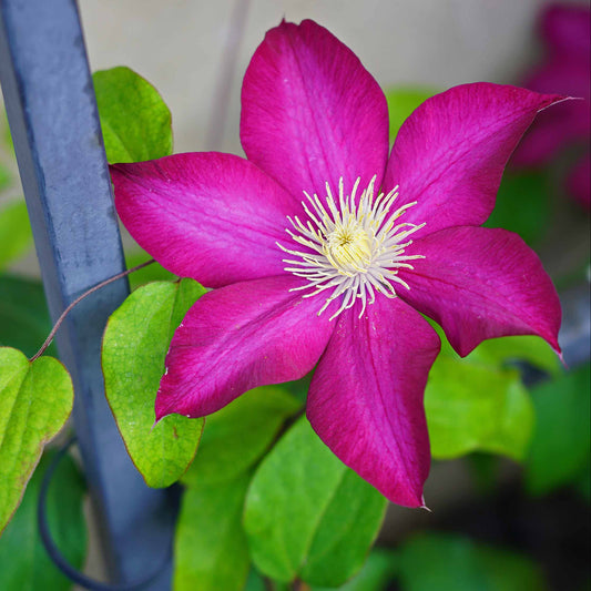Clematis Bourbon Flower Seeds for Planting – Heirloom, Non-GMO, Easy to Grow, Perennial