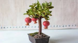 Bonsai Pomegranate Fruit Seeds for Planting Mini Trees