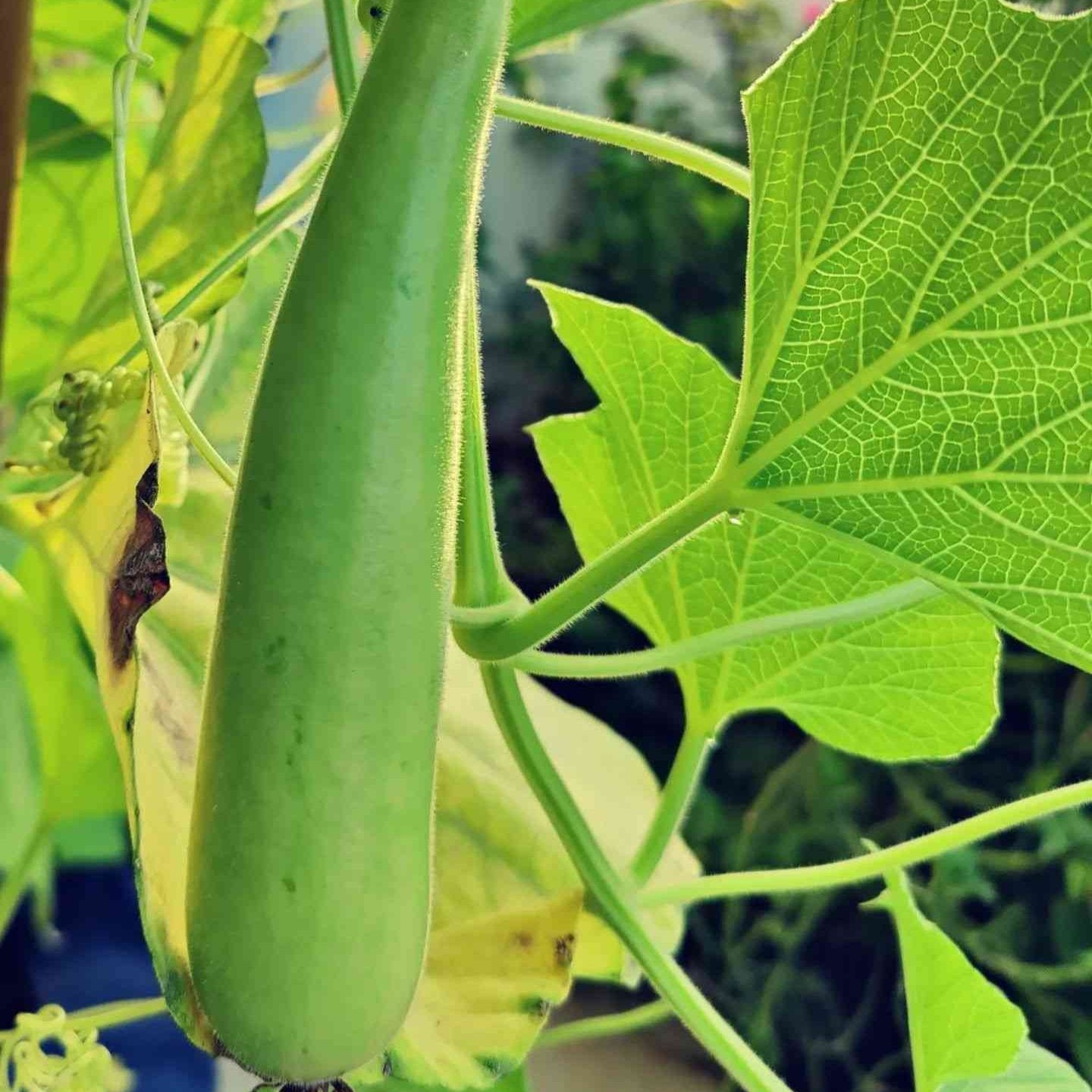 Bottle Gourd Calabash Vegetable Seeds