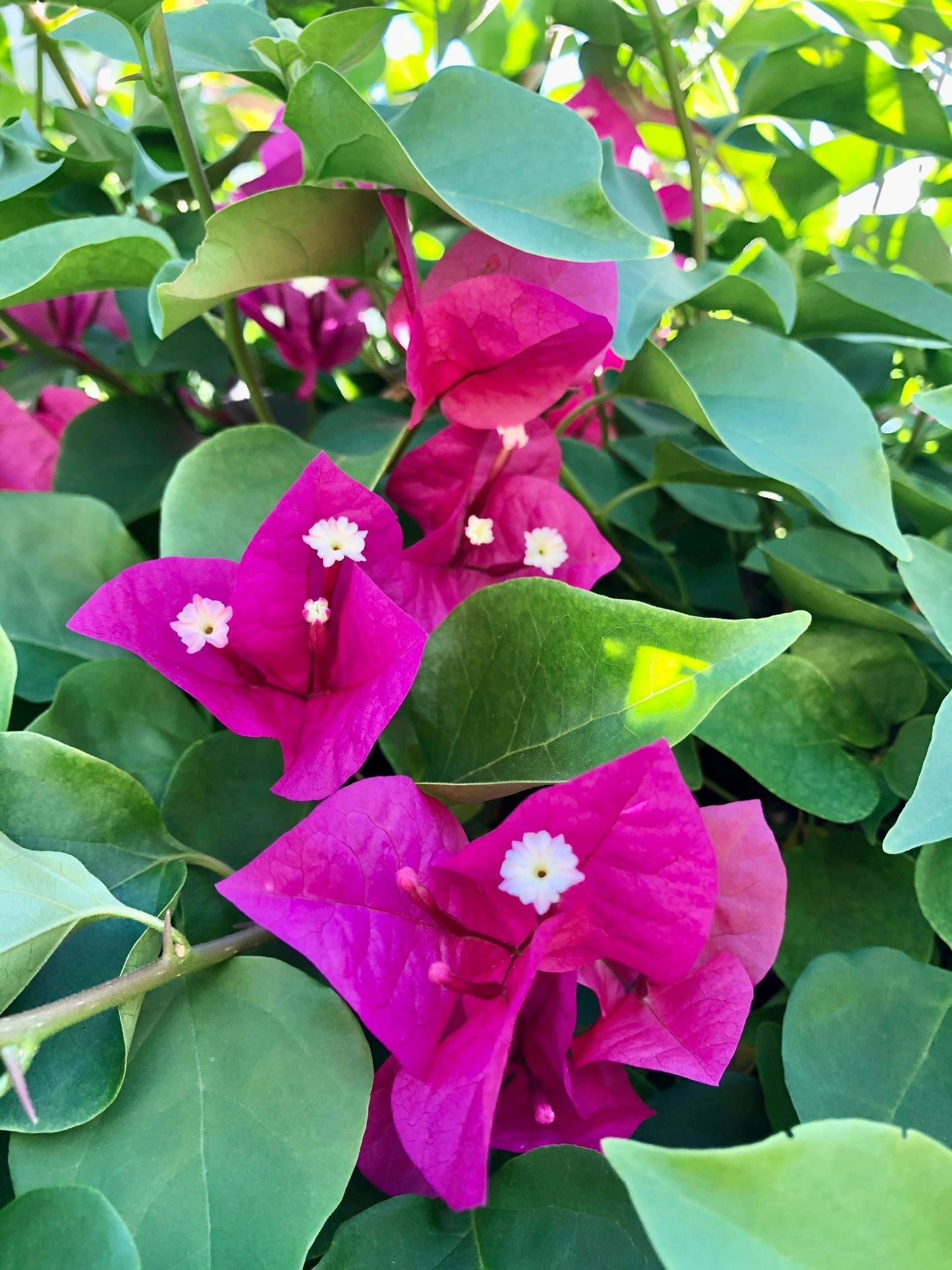 Bougainvillea Flower Seeds