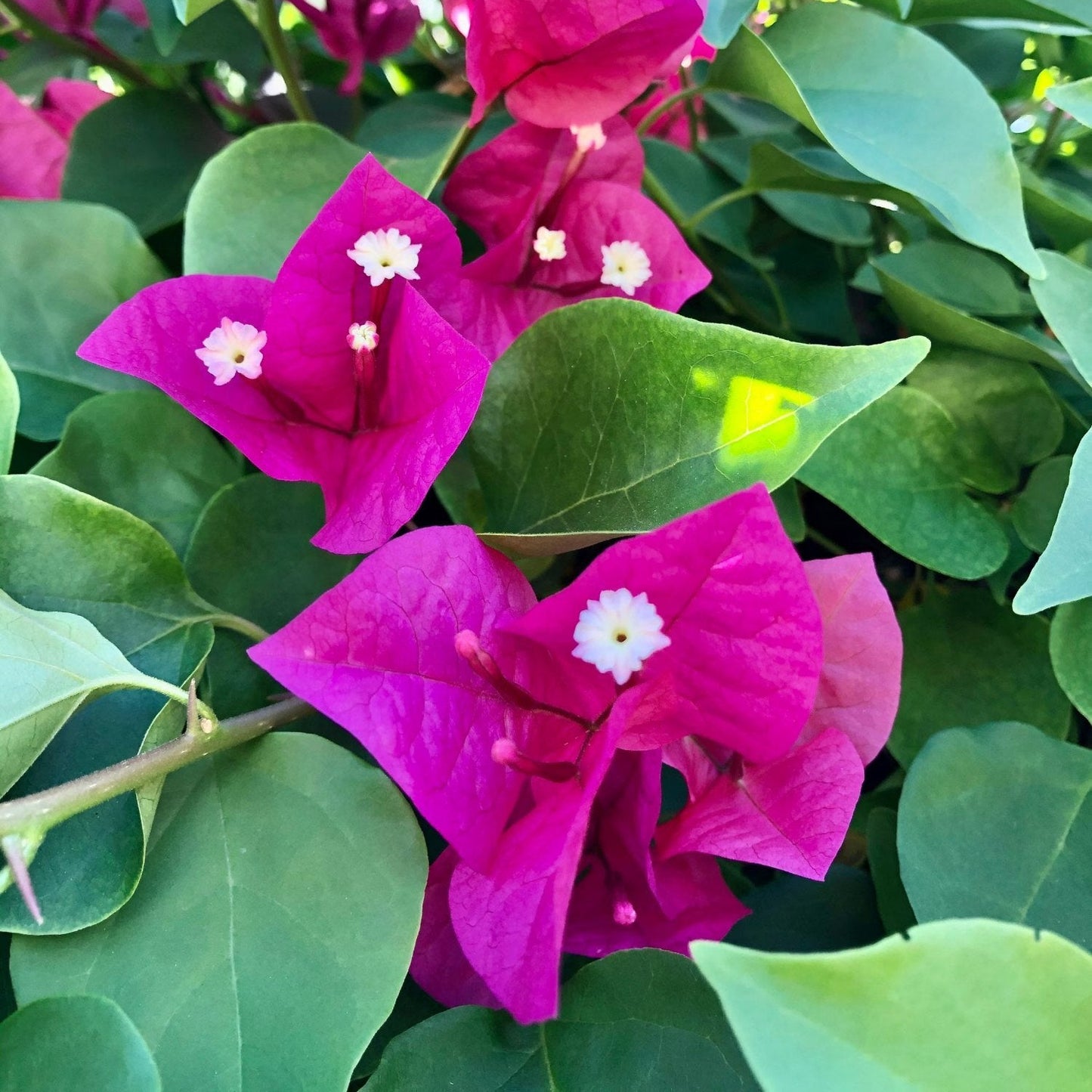 Bougainvillea Flower Seeds for Planting – Heirloom, Non-GMO, Drought-Tolerant, Mediterranean Variety