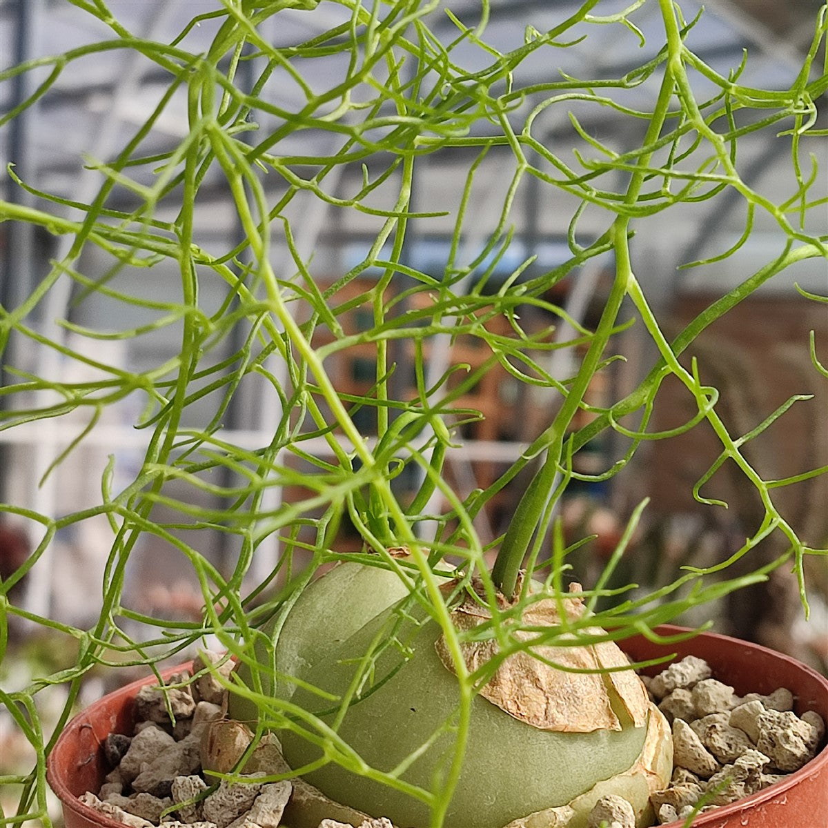 Bowiea Volubilis Plant Seeds