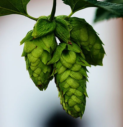 Common Hops (Humulus Lupulus) Vine Seeds – Beer Making Ingredient Seeds