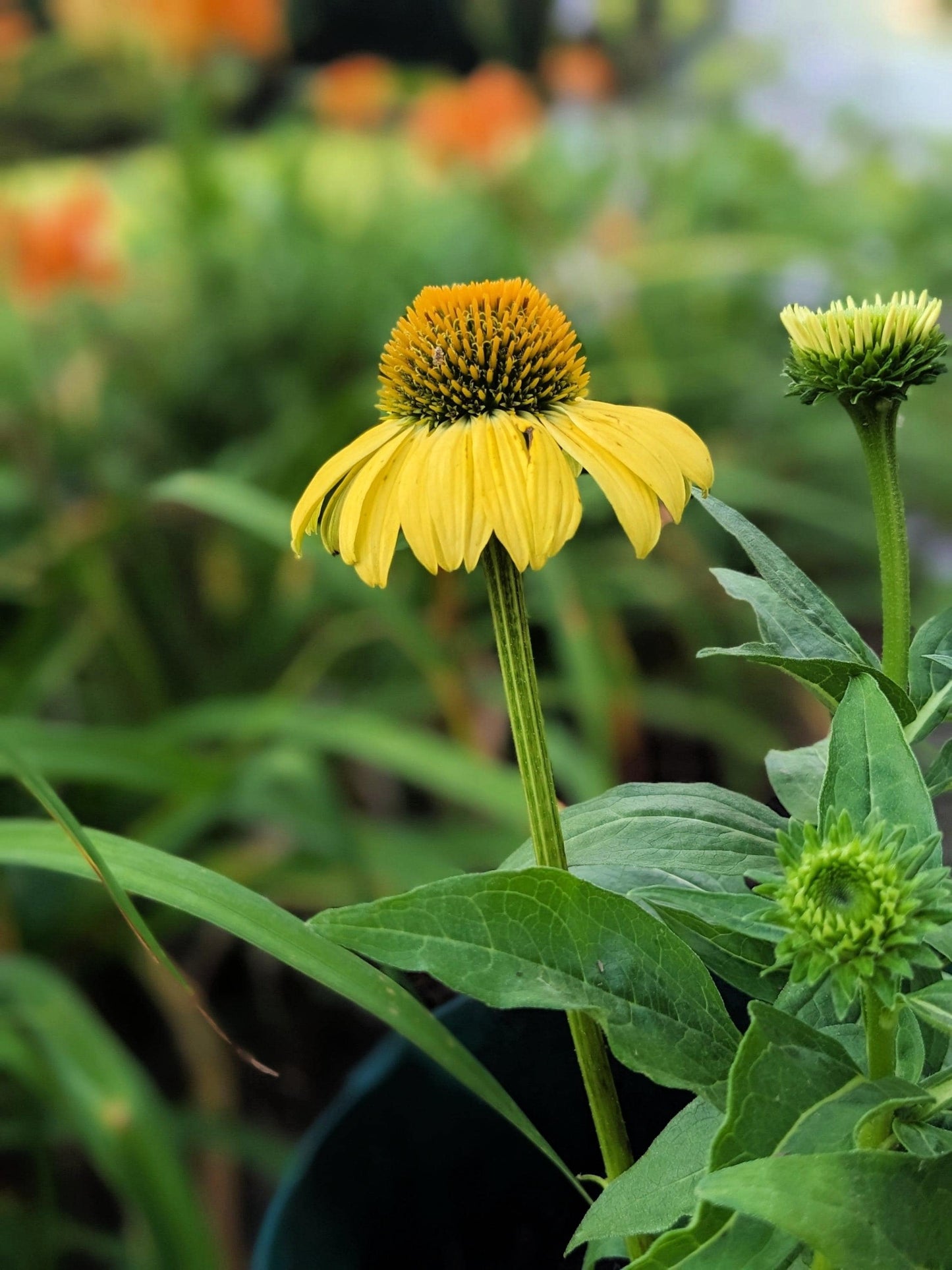 Ozark Gold Coneflower (Echinacea paradoxa) Yellow Bush's Coneflower Flower Seeds