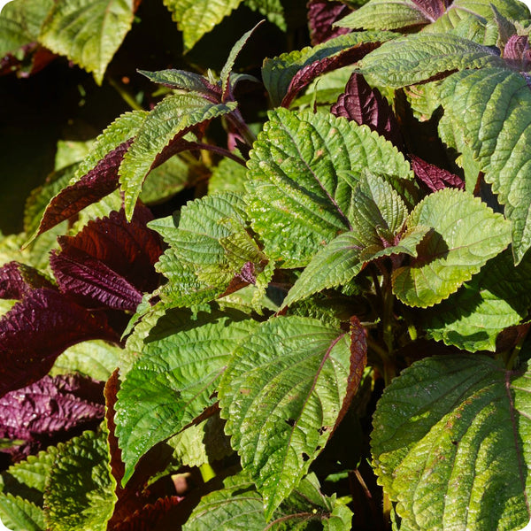 plant shiso seeds Shiso Seeds Britton Perilla Frutescens Organic Garden Seeds – Pure Asia  Seeds