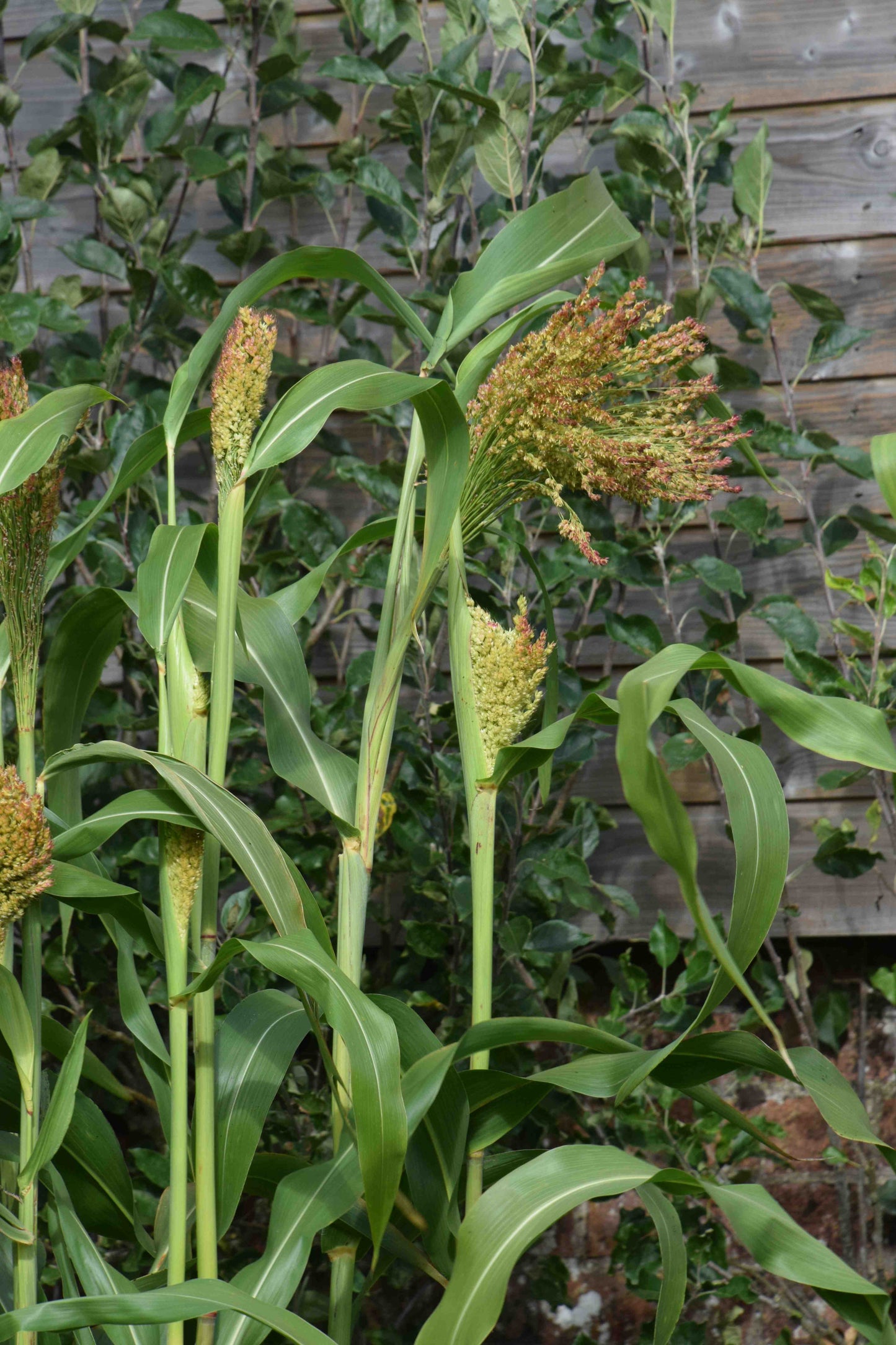 Broom Corn Plant Seeds