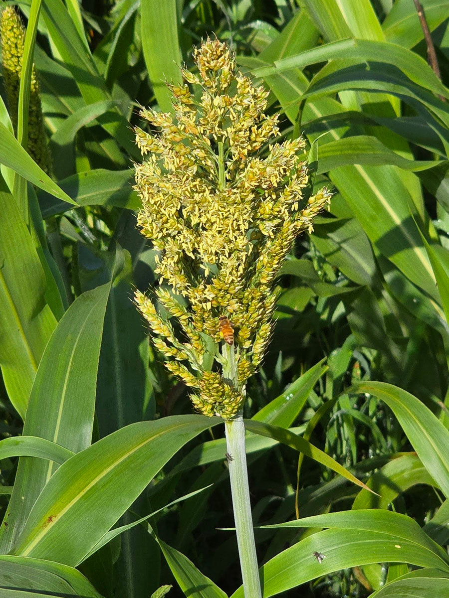 Broom Corn Plant Seeds
