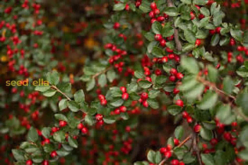 Brown Cotoneaster Seeds for Planting