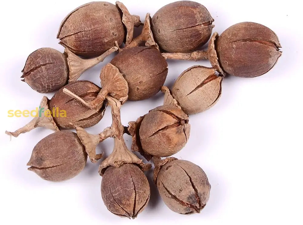 Brown Myrtle Tree Seeds for Planting