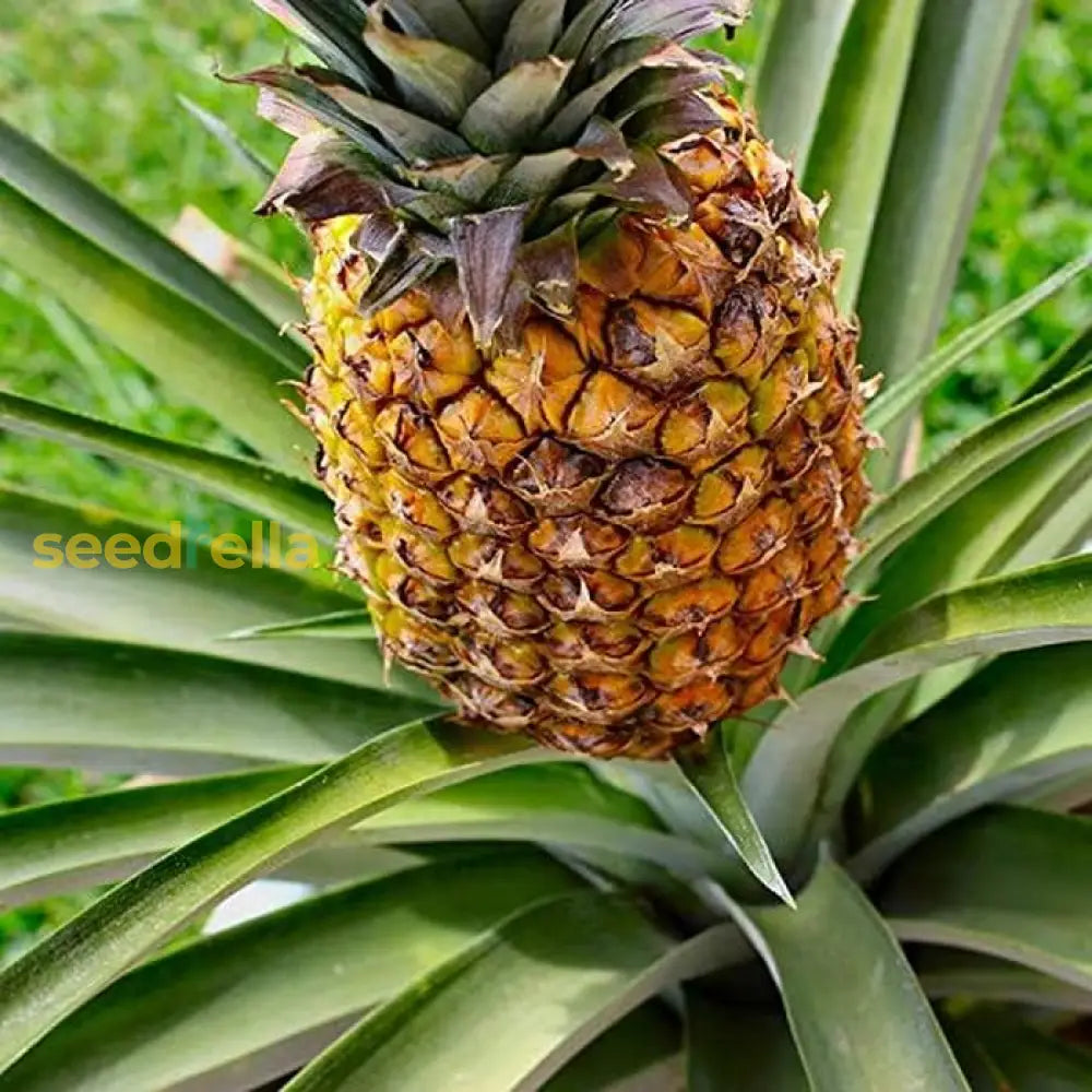 果物 ap 茶色のパイナップルの種 植えて育てる 自家製果実 有機庭園の種 – Pure
