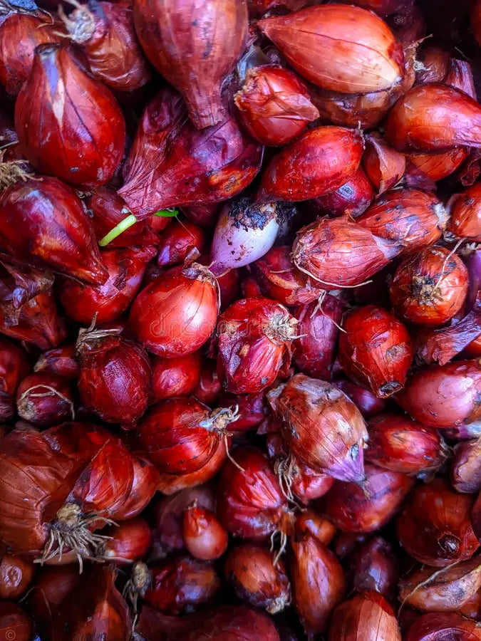 Graines de légumes d'échalote