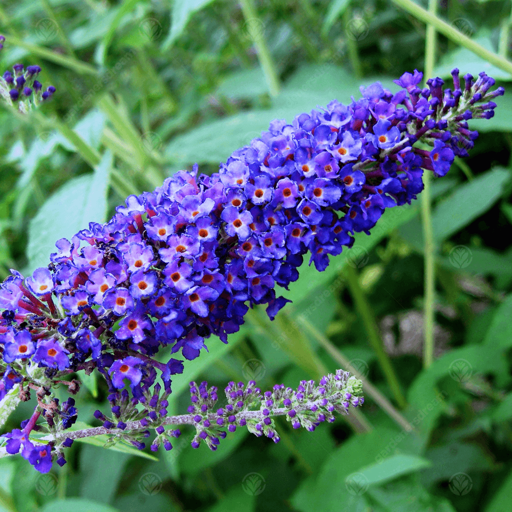 Empire Blue Buddleja Alternifolia Flower seeds for Planting - Shade Tolerant, Heirloom & GMO Free Seeds for Home Garden
Sale for planting in home garden