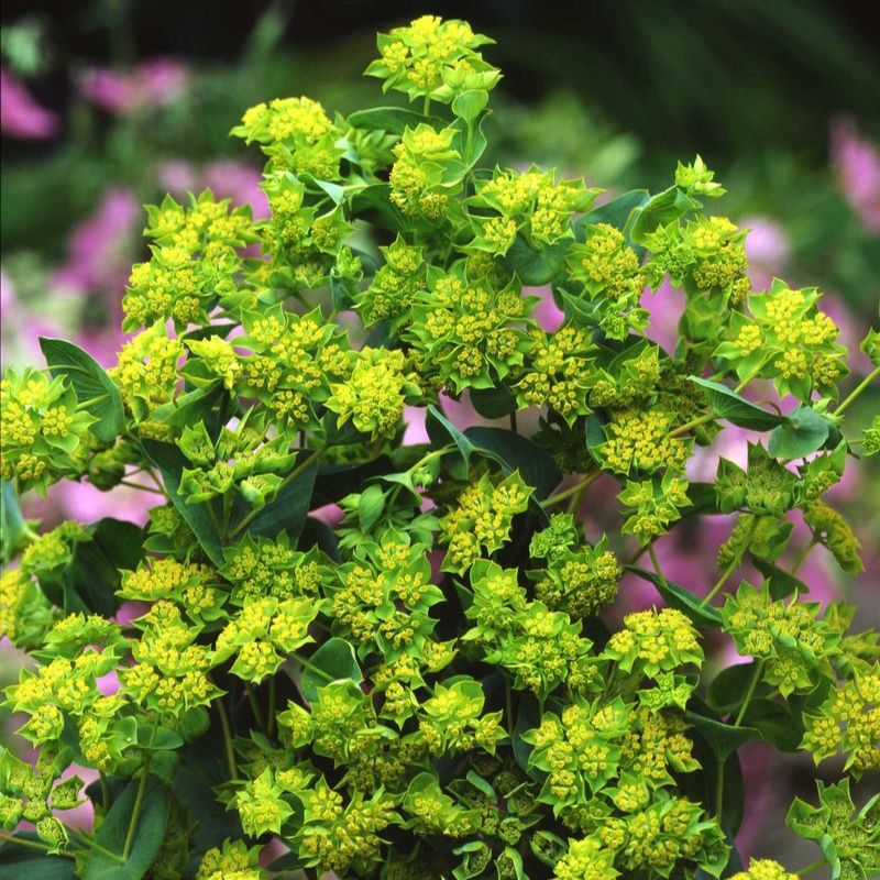 Green Gold Bupleurum Griffithii (Rotundifolium / Hares Ear / Thoroughwax) Flower Seeds