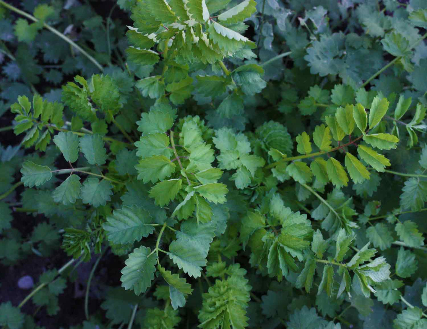 Green Burnet Plant Seeds for Herbal Gardening: Easy Planting Guide