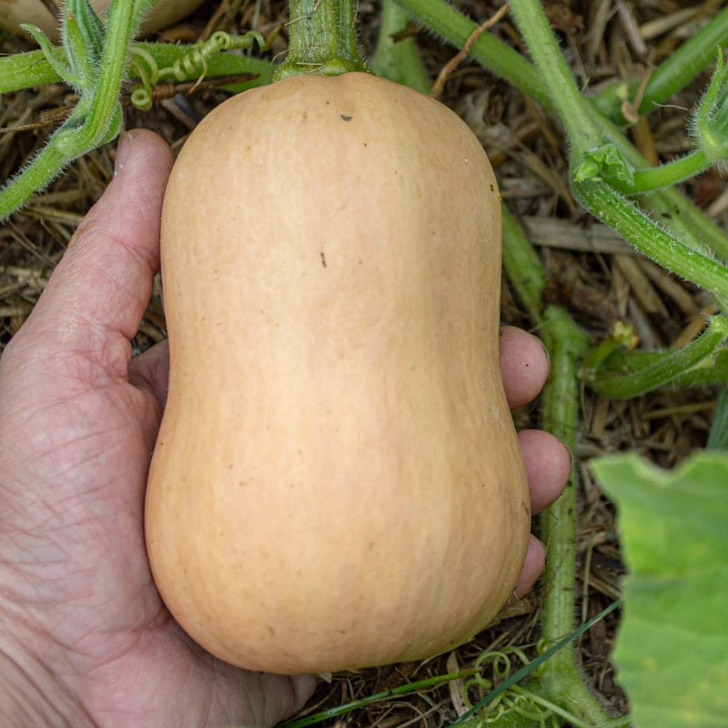ウォルサム バターナットスクワッシュ 野菜の種