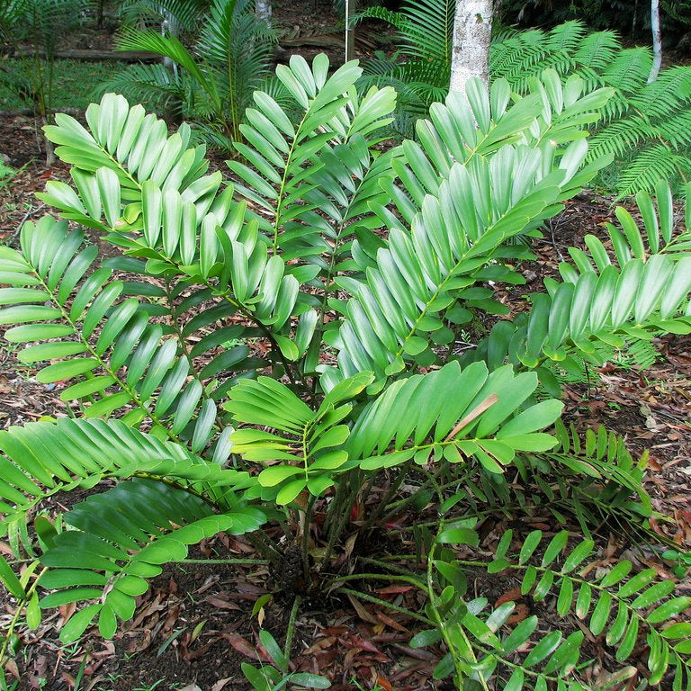 Green Zamia Furfuracea Flower seeds for Planting - Drought Tolerant, Heirloom & GMO Free Seeds for Home Garden
Sale for planting in home garden