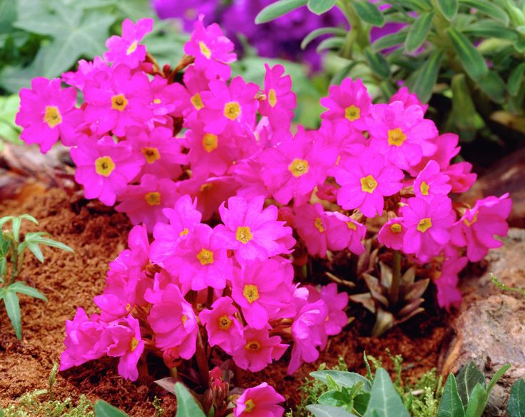 Himalayan Primrose Flower seeds for Planting Premium Quality Heirloom & GMO Free Seeds for Home Garden