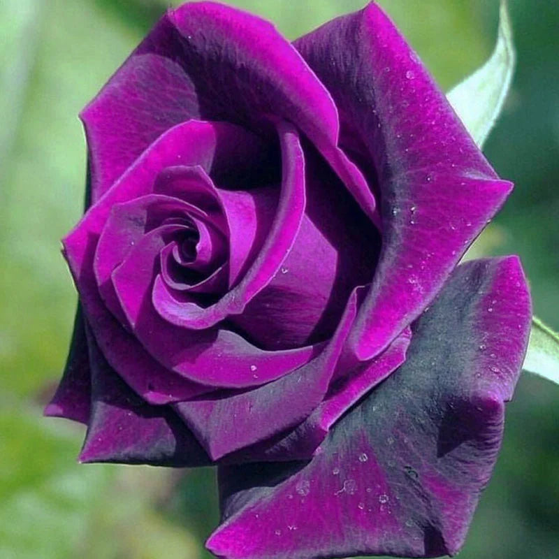 Purple Dragon Rose Flower Seeds