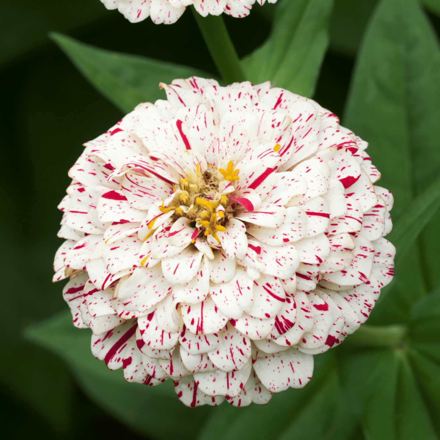 Zinnia ‘Peppermint Stick’ Flower Seeds for Planting – Heirloom, Non-GMO, Easy to Grow, Annual Blooms