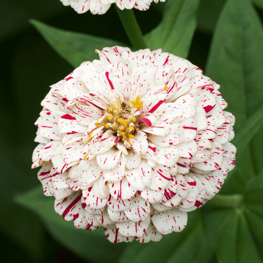 Zinnia ‘Peppermint Stick’ Flower Seeds for Planting – Heirloom, Non-GMO, Easy to Grow, Annual Blooms