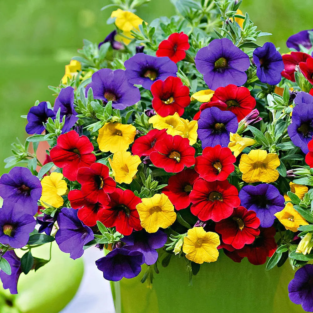 Mix Calibrachoa & Petunia Flower seeds for Planting Garden Favorite Heirloom & GMO Free Seeds for Home Garden
Sale seeds for home garden planting