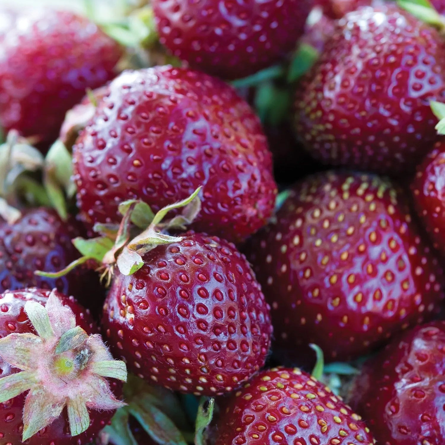 strawberries seeds for sale Shop Purple Strawberry Seeds