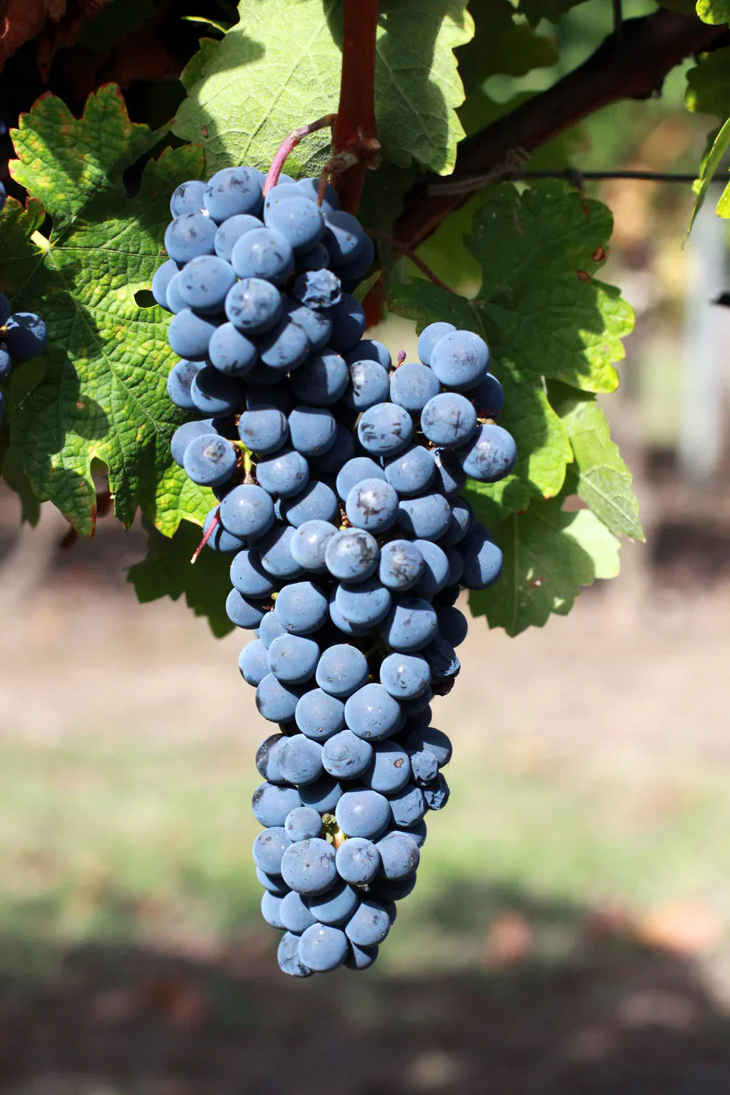 Cabernet-Sauvignon-Traubensamen für einfaches Pflanzen