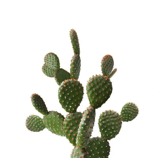 Cactus Seeds Planting Guide