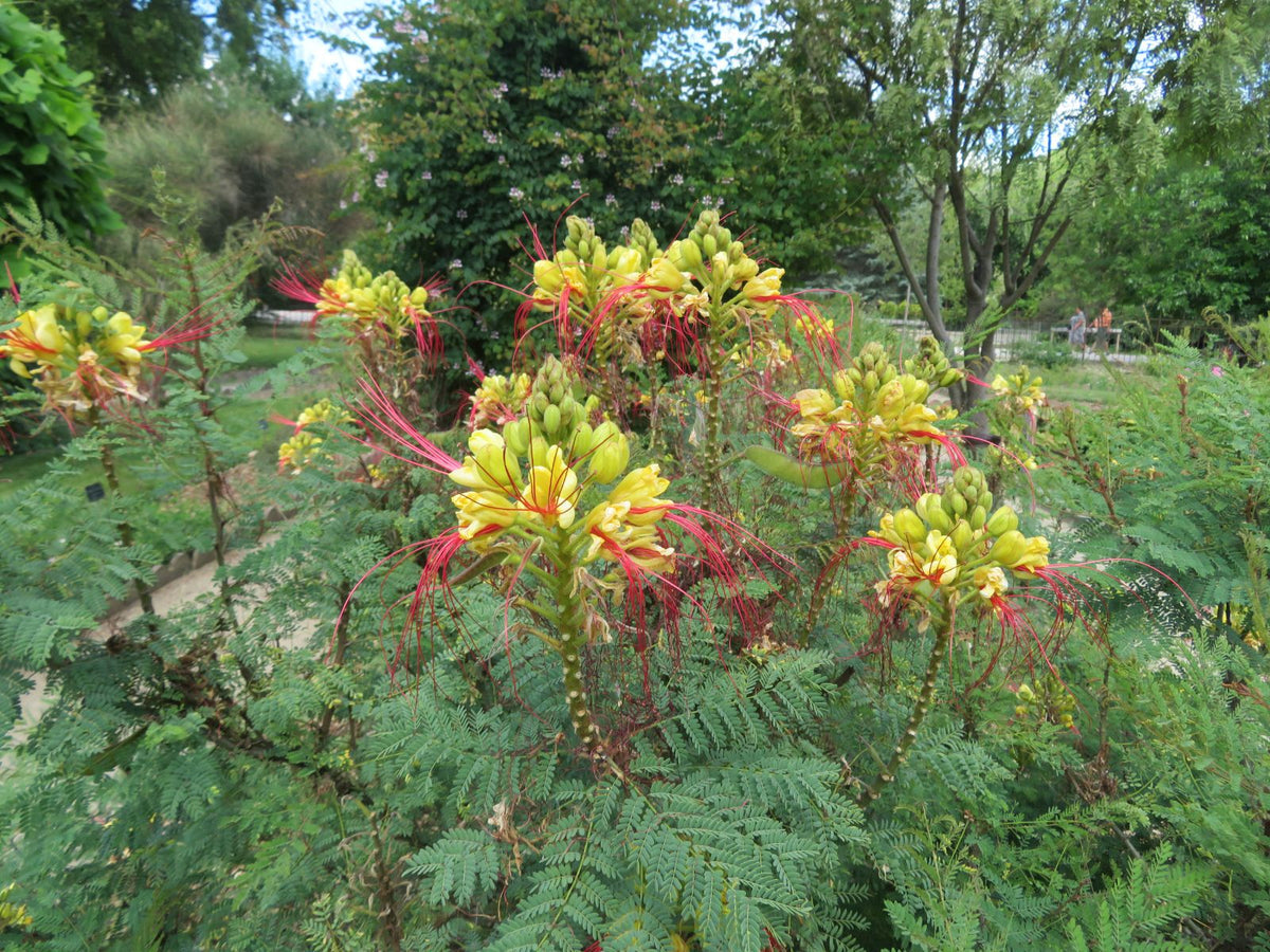 Caesalpinia (Caesalpinia Gilliesii) seeds for planting in home garden