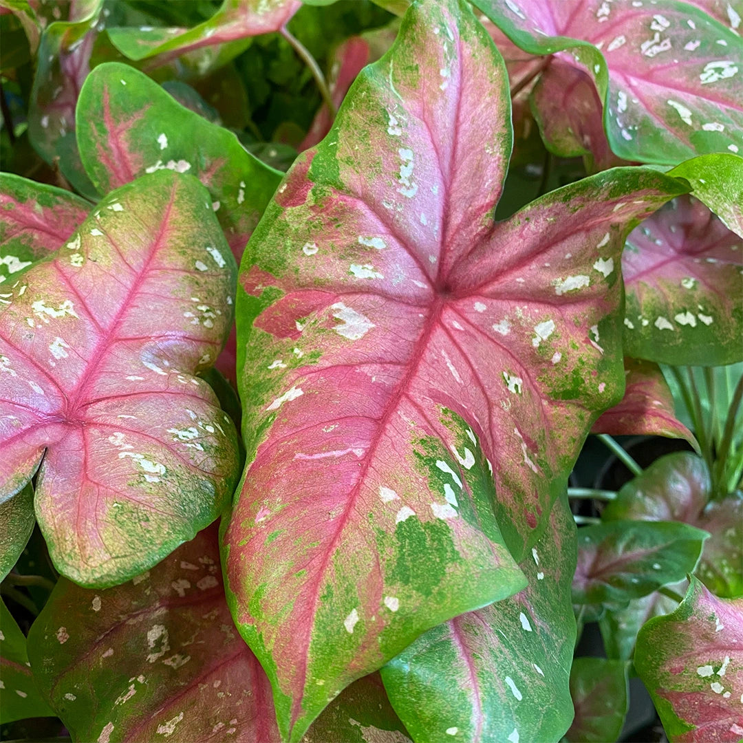 Semillas de Caladium Bicolor