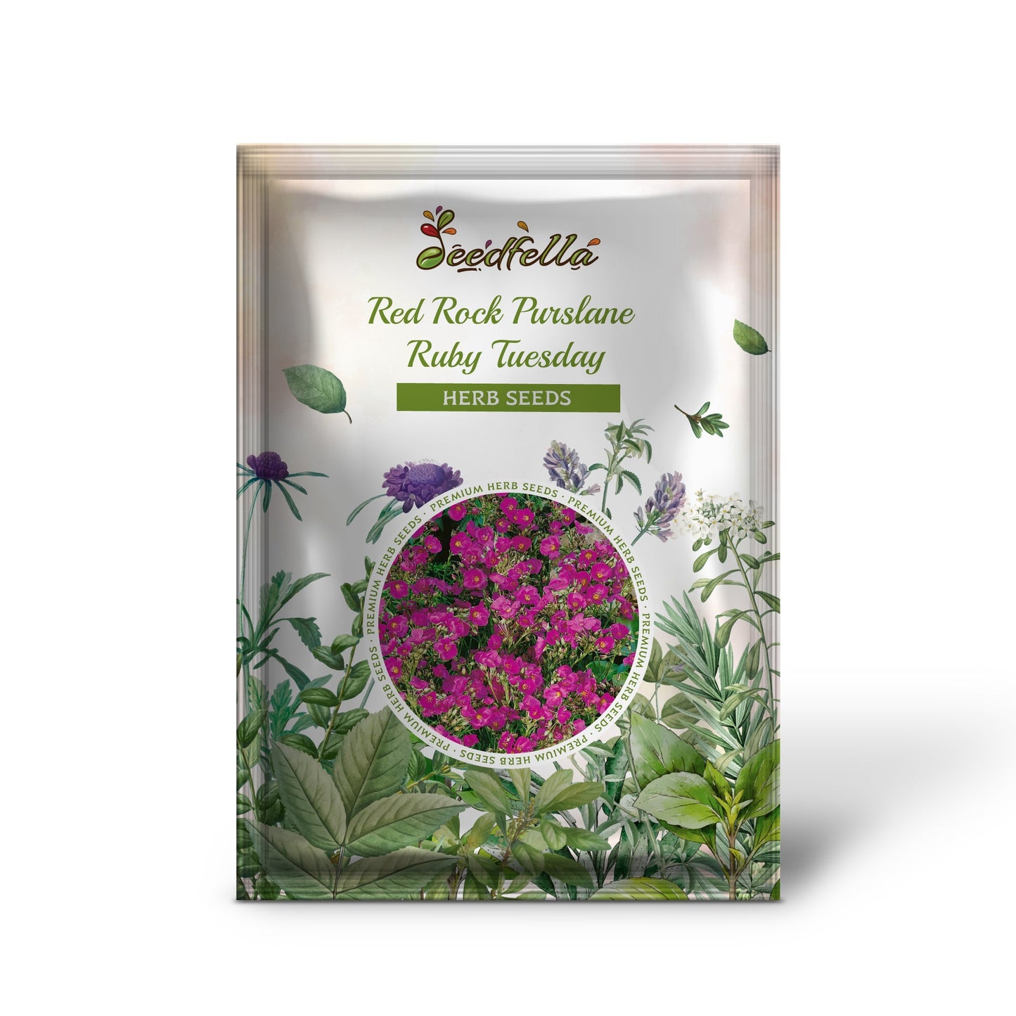 Red Rock Purslane 'Ruby Tuesday' (Calandrinia umbellata) Flower Herb Seeds
