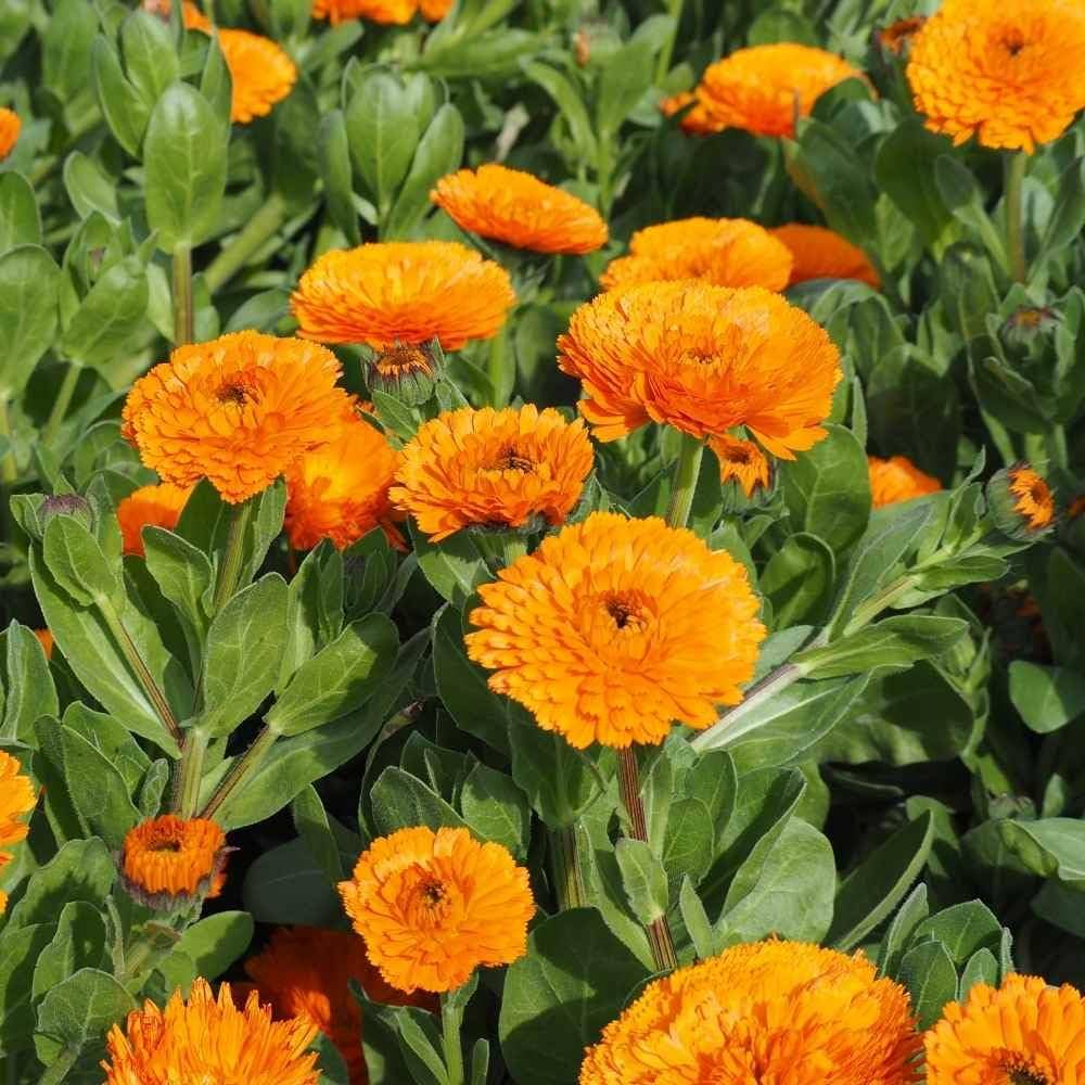 Pacific Beauty Orange Marigold (Calendula Officinalis) Flower Seeds