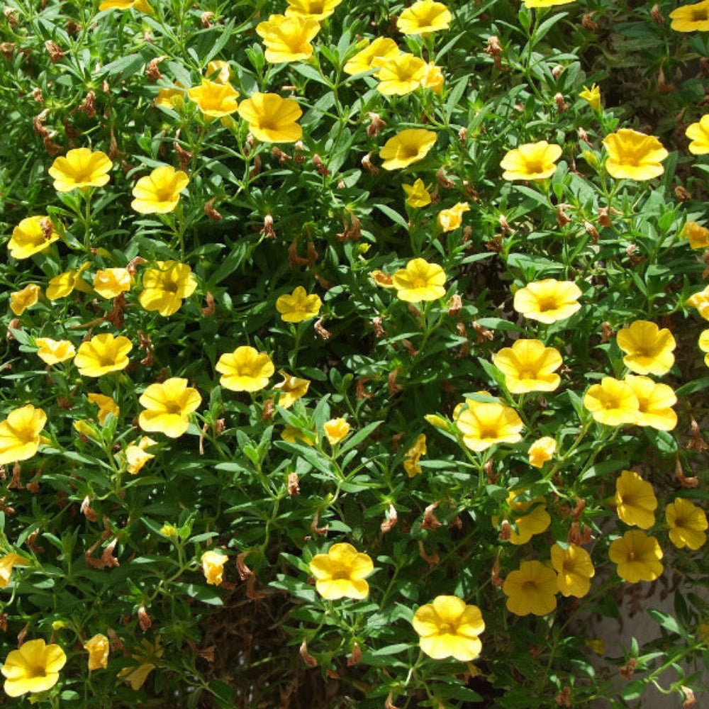 Superbells Lemon Slice Calibrachoa Flower Seeds