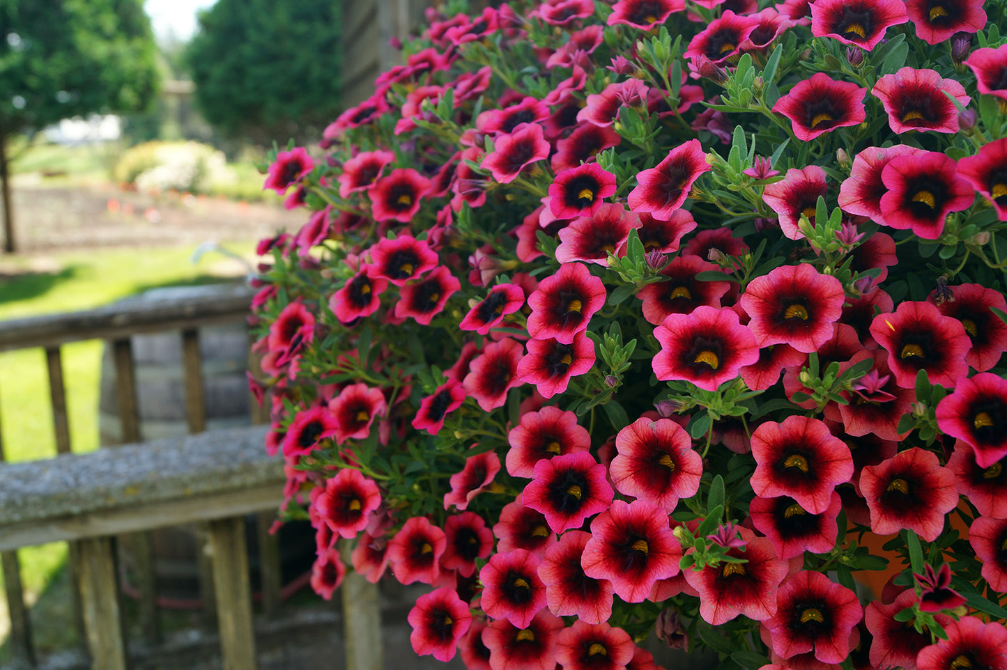 Calibrachoa Mini Petunia Flower Seeds