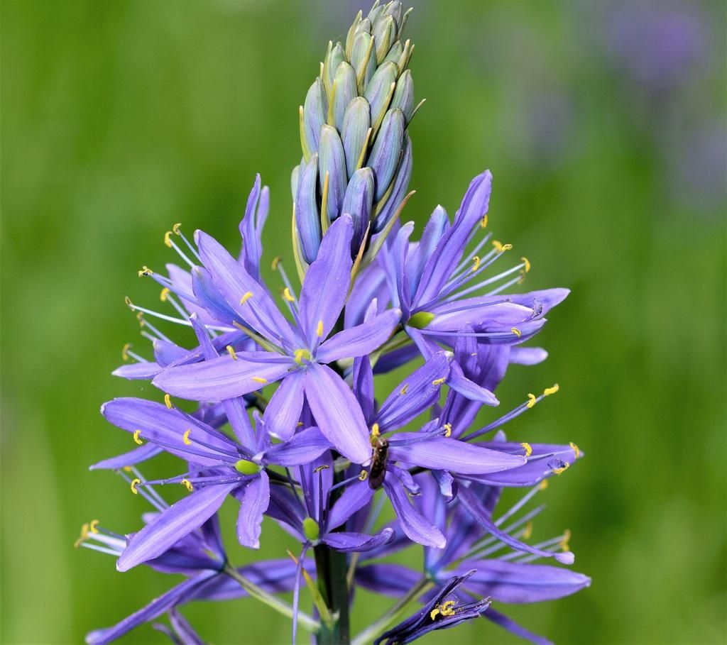 Blue Camas (Camassia quamash) Wild Indian Hyacinth Flower Herb Seeds