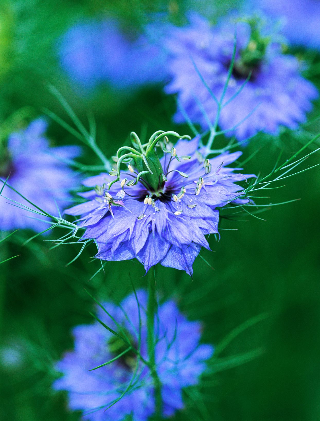 Love-in-a-Mist Flower Seeds for Planting – Heirloom, Non-GMO, Easy to Grow, Annual
