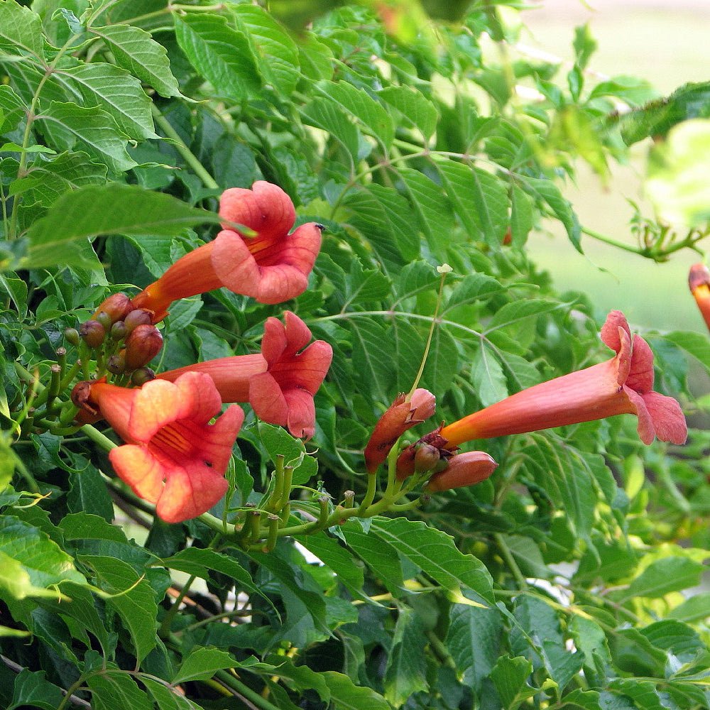Scarlet Trumpet Vine Flower Seeds