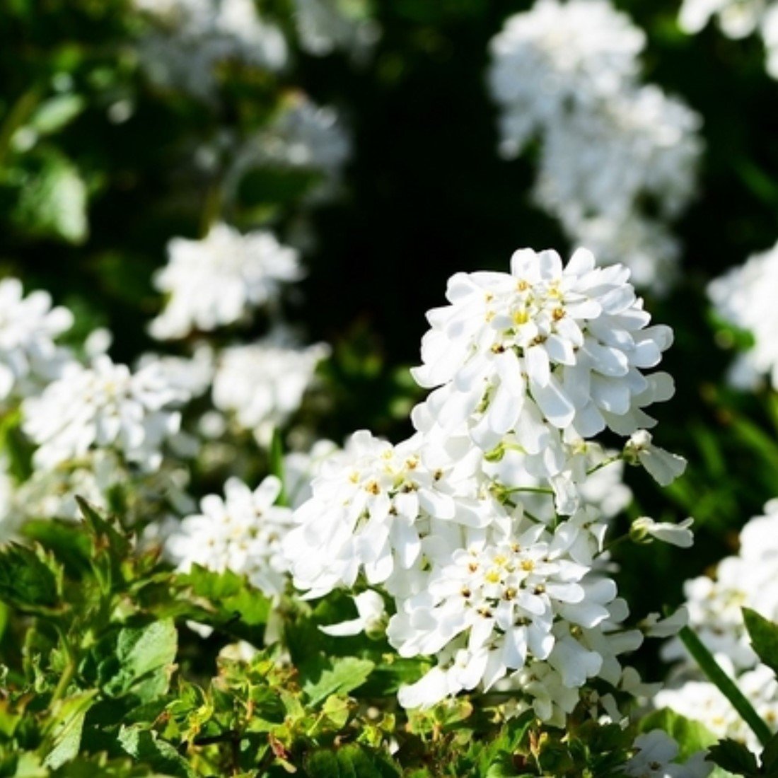 Candytuft Iberis Flower Seeds