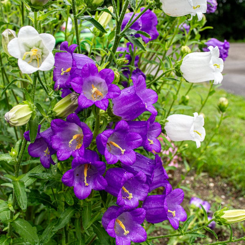 Canterbury Bells Flower Seeds