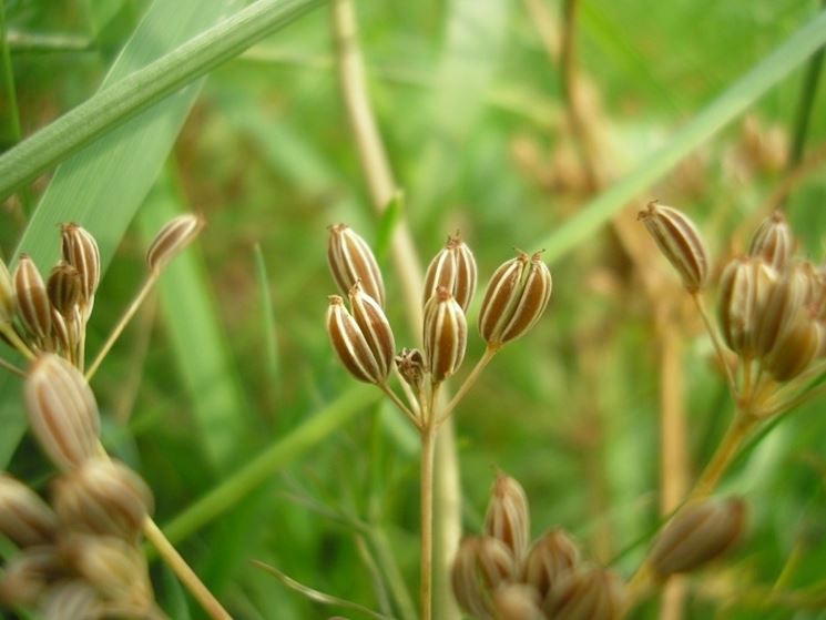 Caraway (Carum carvi) Herb Flower Seeds