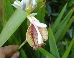 Cardamom (Elettaria cardamomum) Herb Flower Shrub Tree Seeds