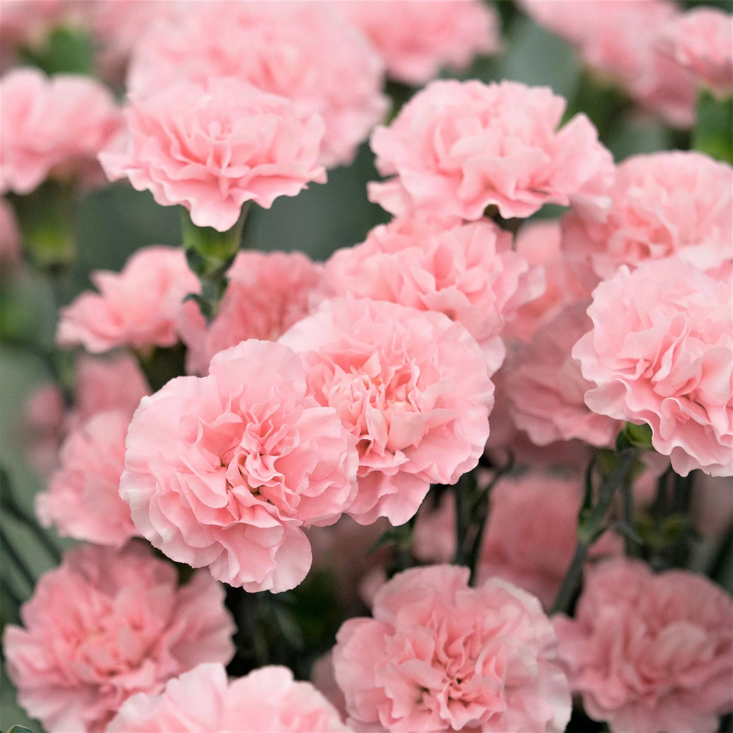 Pink Carnation Flower Seeds
