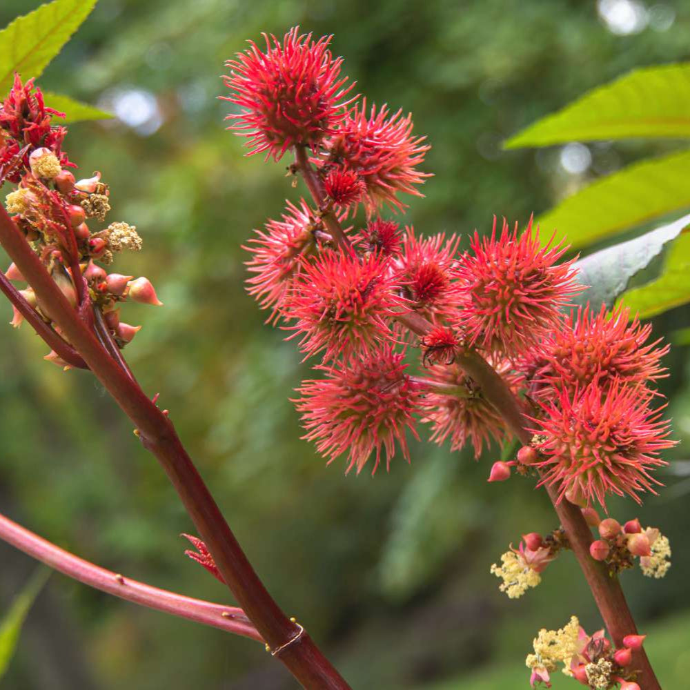 Castor Bean Herb Seeds