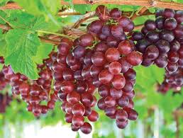 Vitis Labrusca Catawba Traubensamen